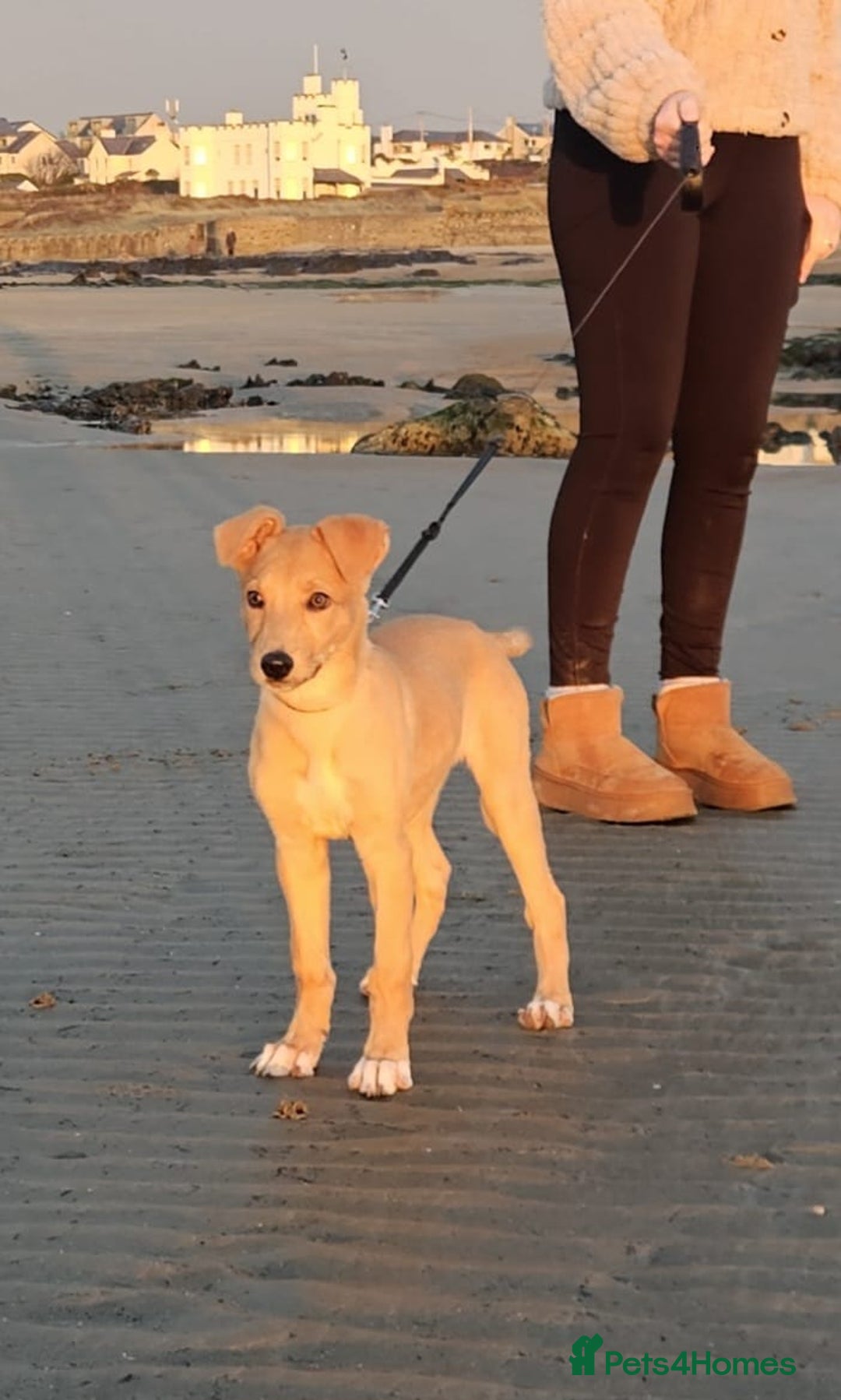 Lurcher dogs for sale: Lassie for sale 12 weeks old  - Image 2