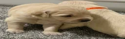 Golden Retriever dogs for sale: Beautiful healthy puppies - Advert 24
