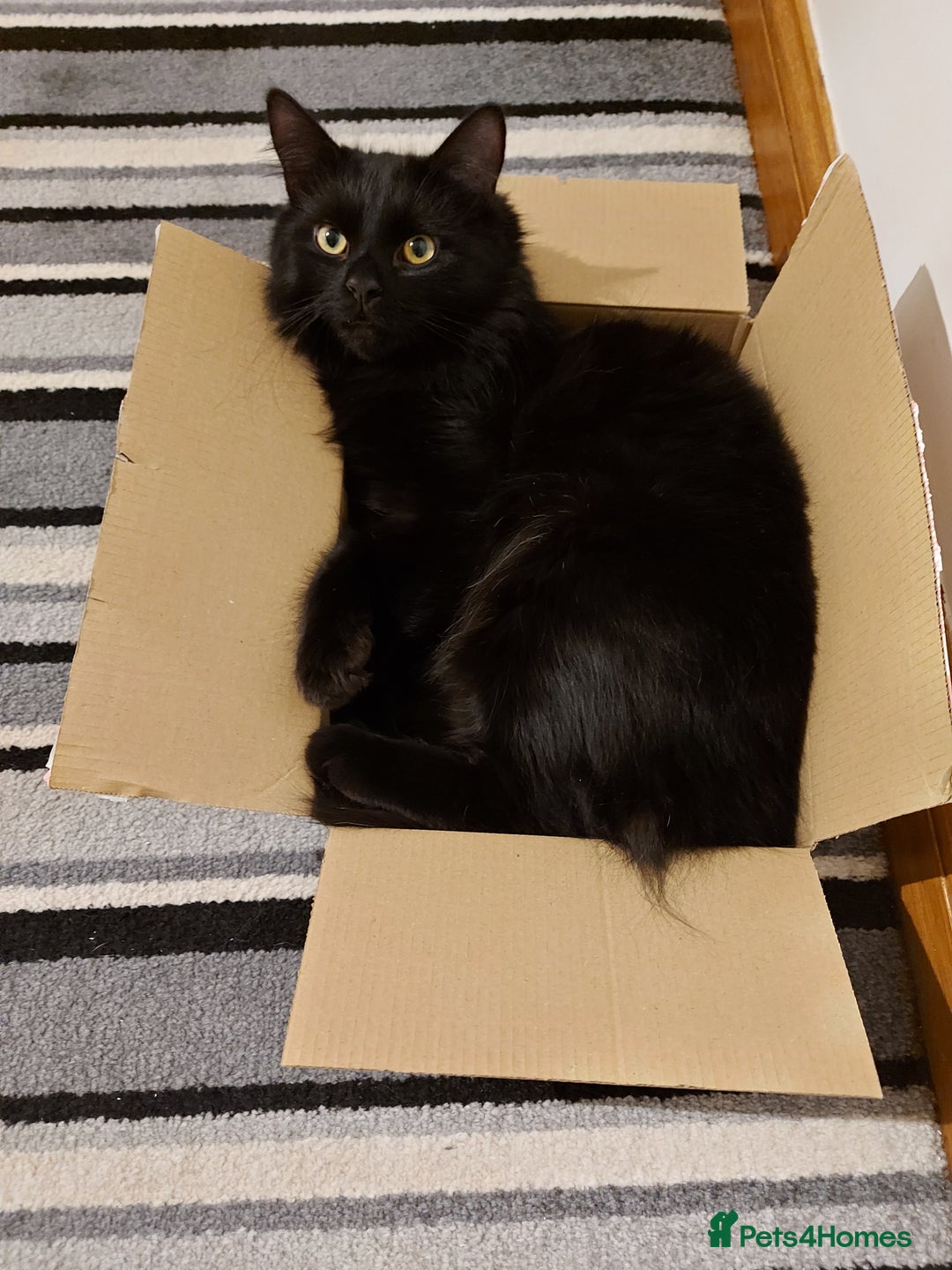 Mixed Breed cats for sale: 5 Year Old Cat For Rehome  - Advert 3