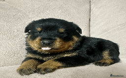 Rottweiler dogs for sale: Rottweiler Puppies - Image 4