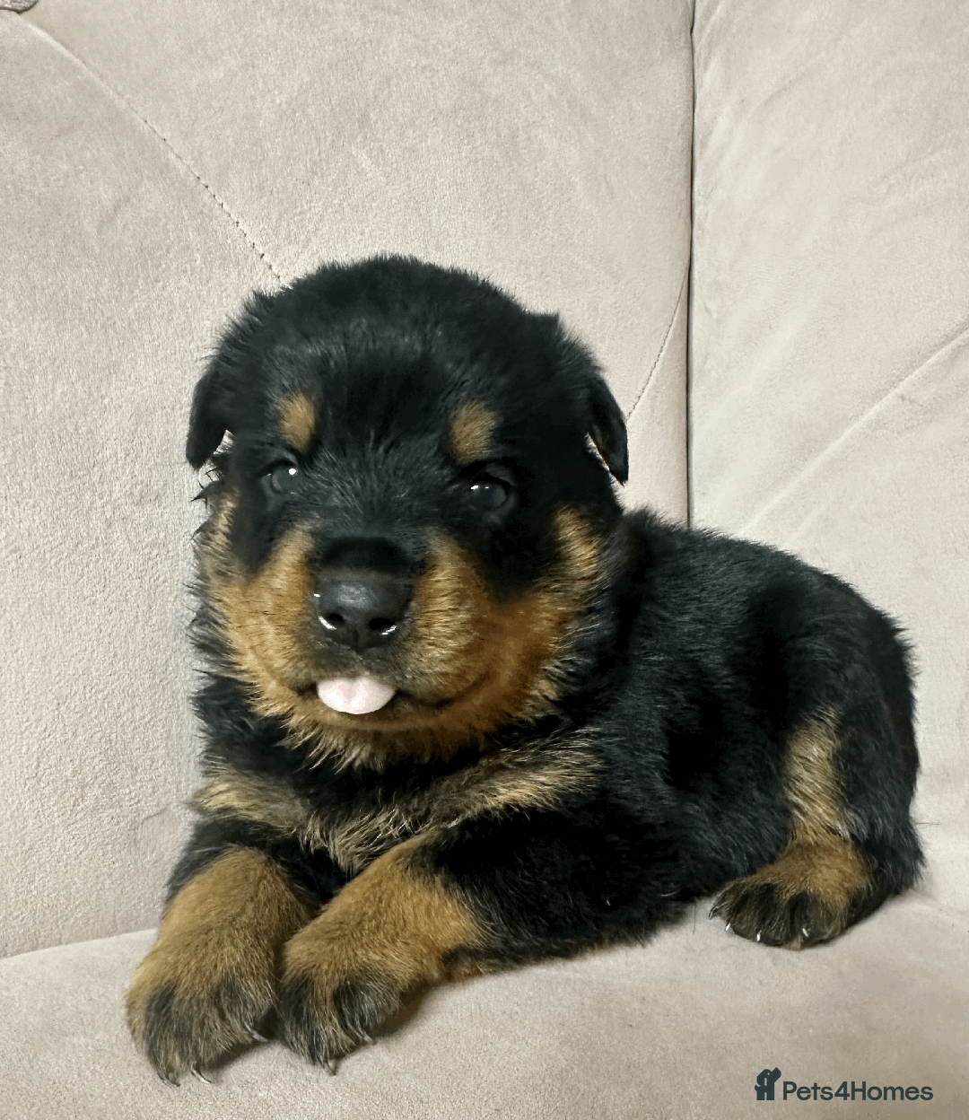 Rottweiler dogs for sale: Rottweiler Puppies - Image 4