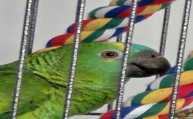 Parrots birds - Advert 1