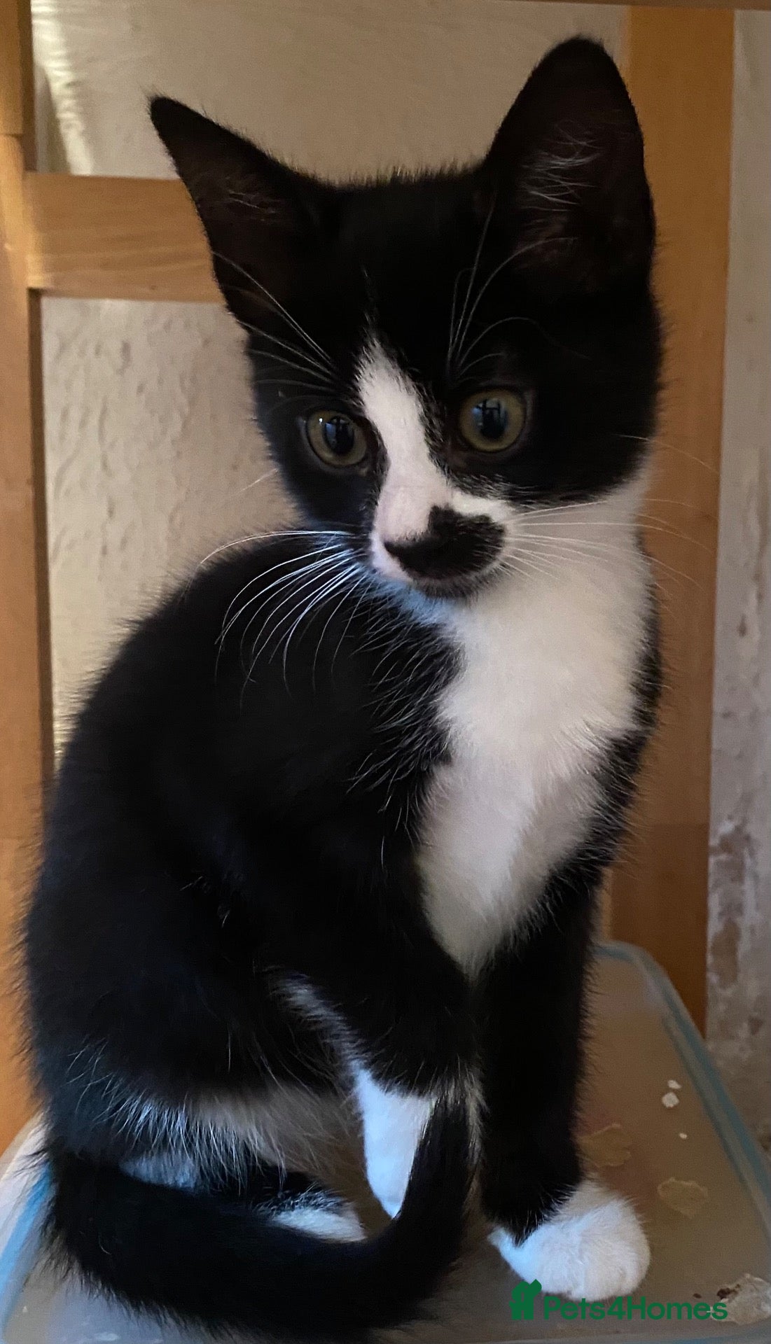 Mixed Breed cats 2 Stunning, part Siamese female kittens ready now  - Advert 2