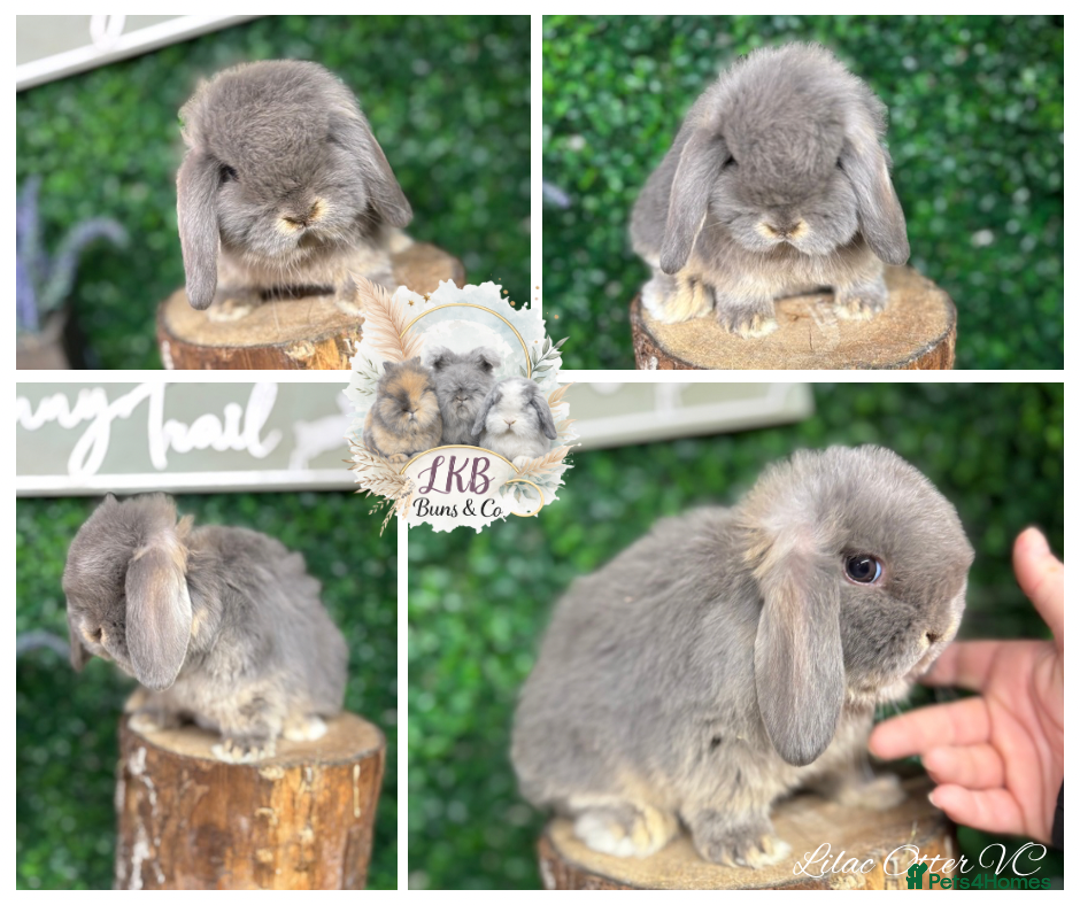 Mini Lop rabbits for sale: ✨PEDIGREE MINI LOPS✨ - Advert 3