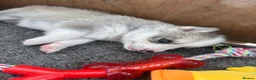 Pomsky dogs for sale: Gorgeous F3 Pomsky pups / perfect Husky markings - Advert 14