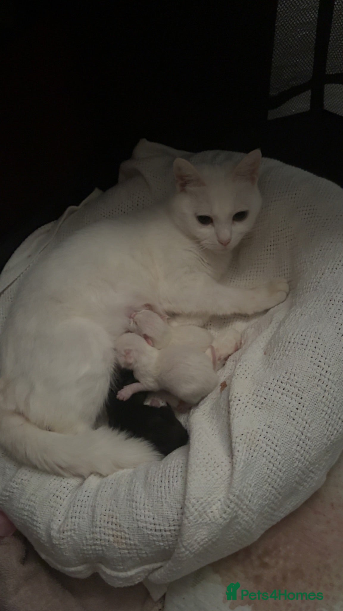 Mixed Breed cats 2 pure white kittens  - Advert 3