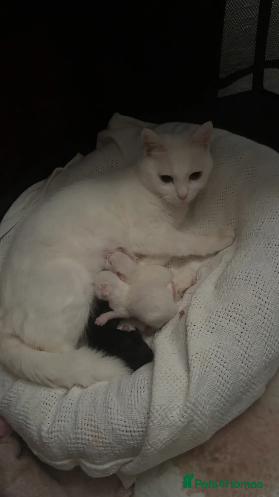 Mixed Breed cats for sale: 2 pure white kittens  - Advert 1