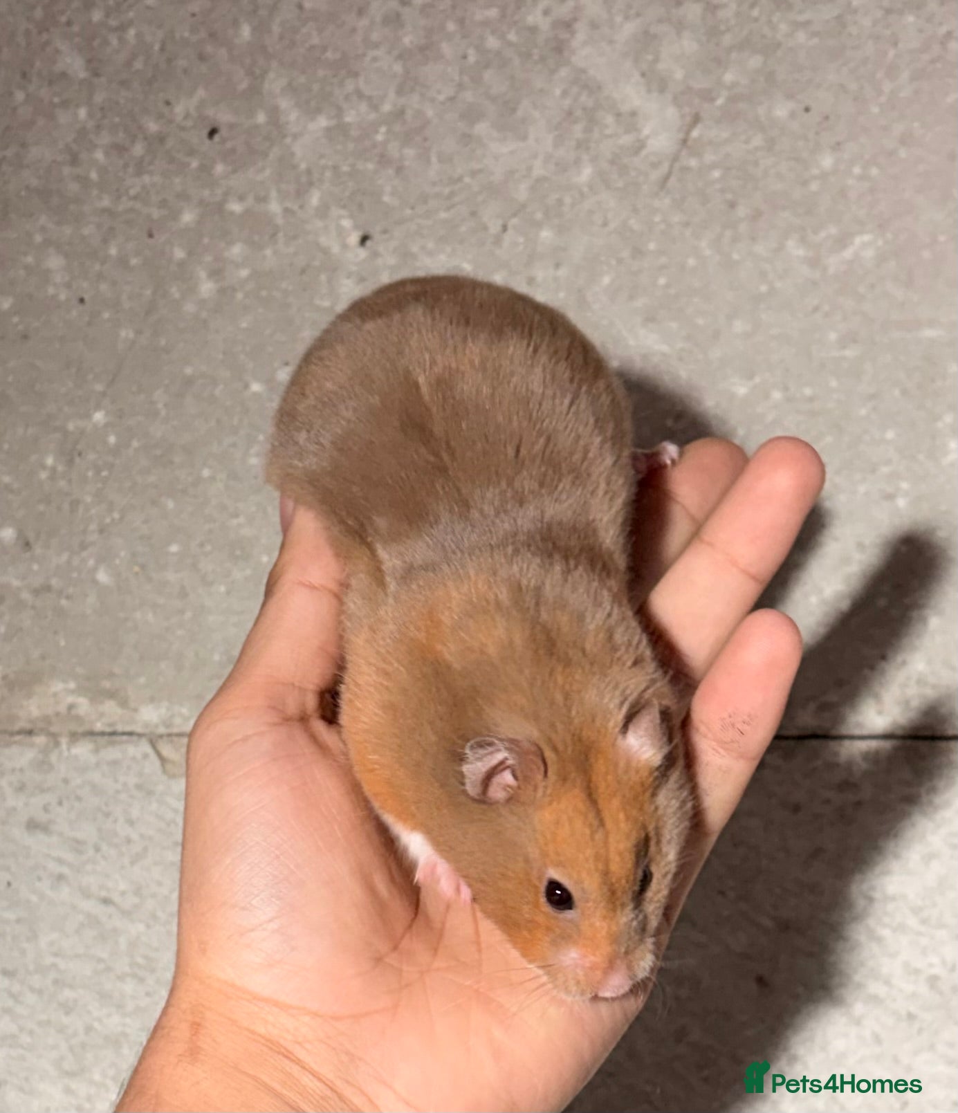 Hamster rodents OLDER STUNNING TAME PEDIGREE HAMSTERS - Advert 6