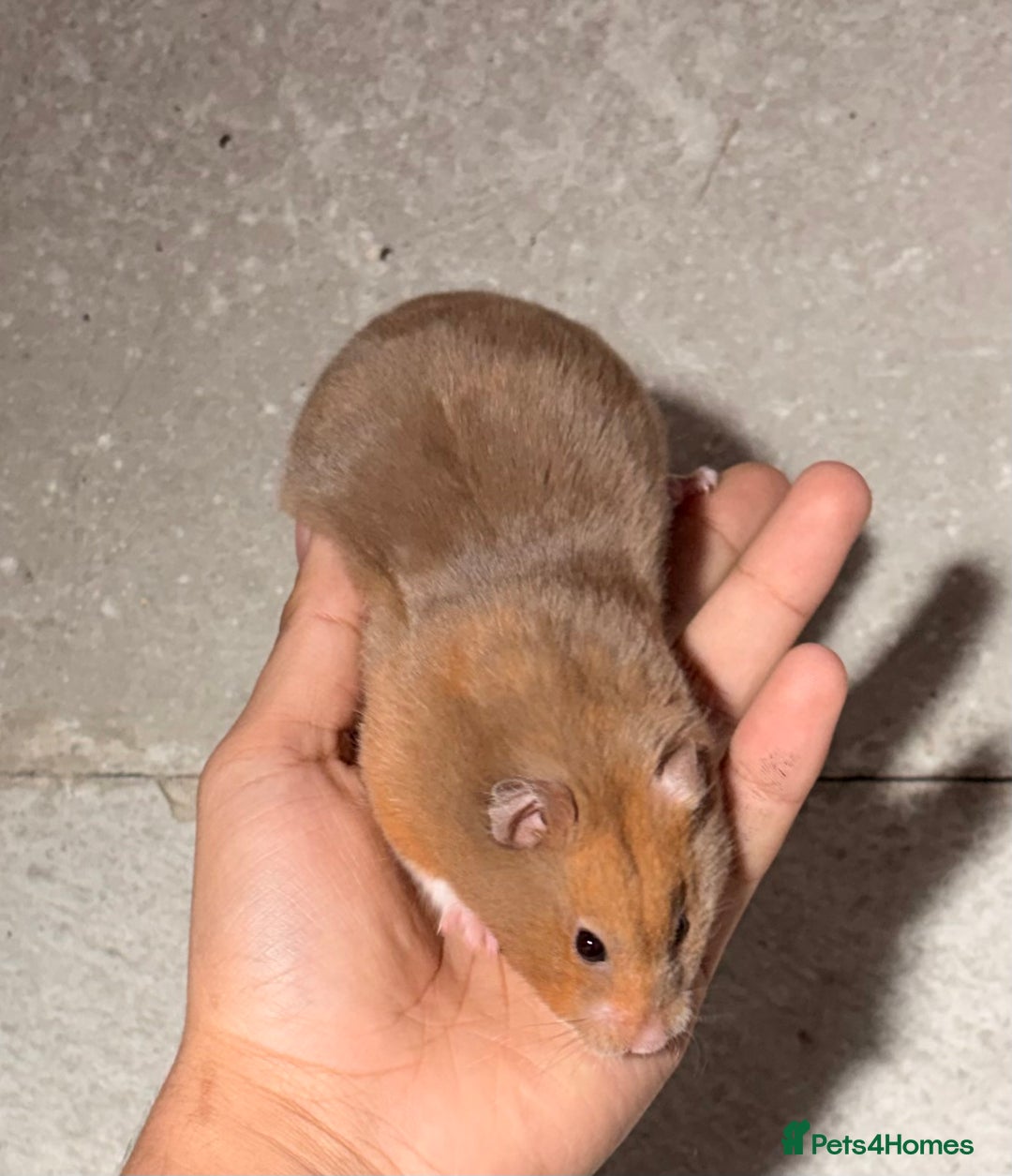 Hamster rodents for sale: OLDER STUNNING TAME PEDIGREE HAMSTERS - Advert 2