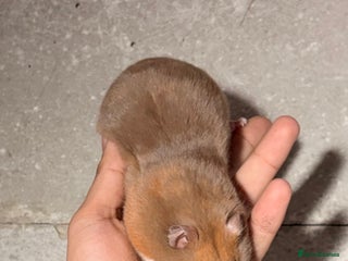 Hamster rodents OLDER STUNNING TAME PEDIGREE HAMSTERS - Advert 6