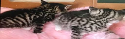 Mixed Breed cats for sale: Adorable 4 kittens  - Advert 9