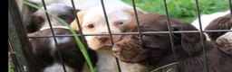 Cocker Spaniel dogs for sale: Working Cocker Spaniel Puppies  - Advert 6