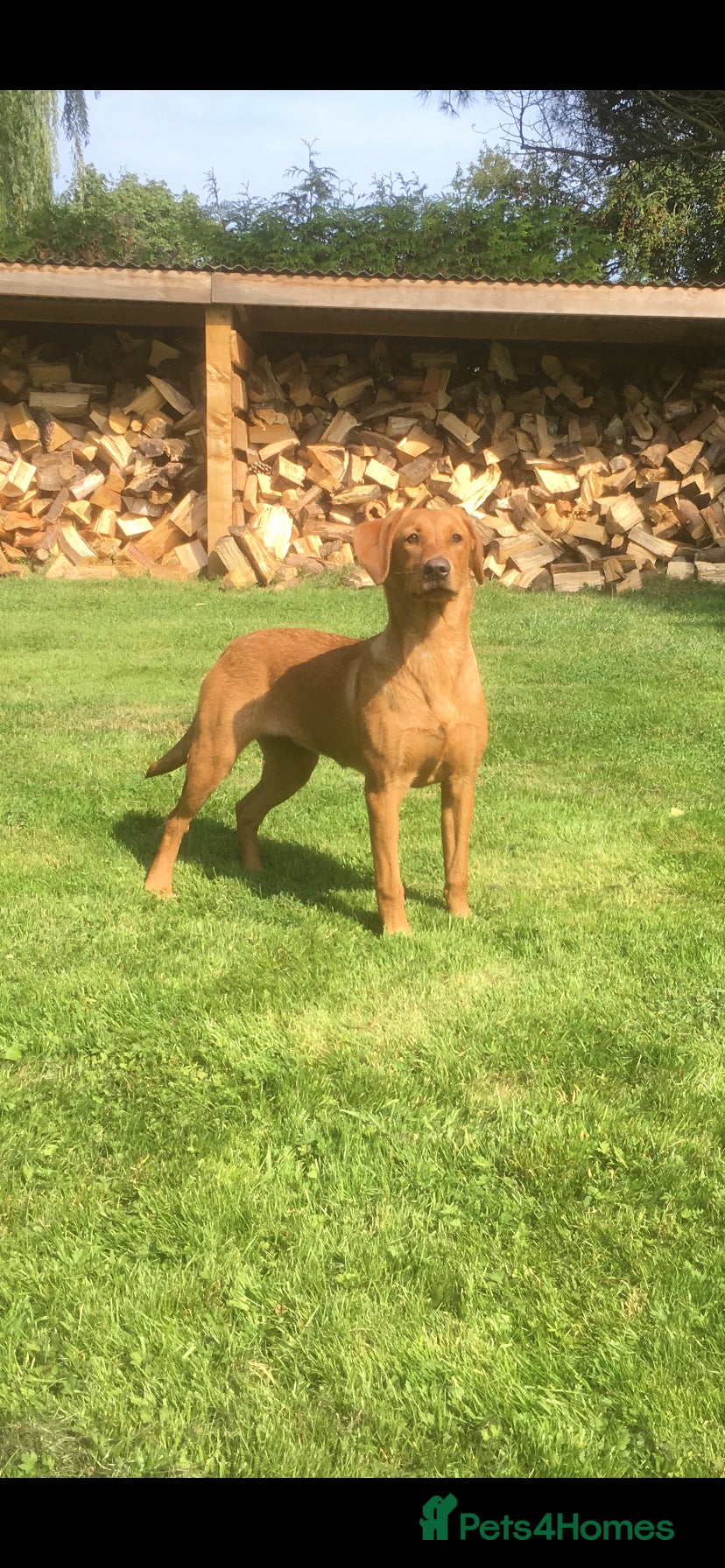 Labrador Retriever dogs Elsie Labrador Female  - Advert 4