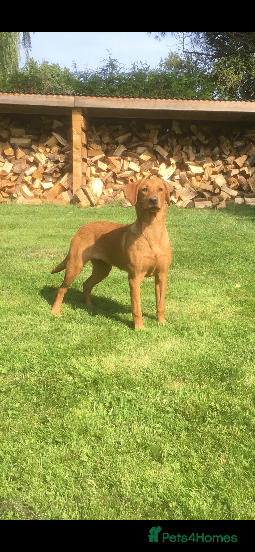 Labrador Retriever dogs for sale: Elsie Labrador Female  - Advert 1