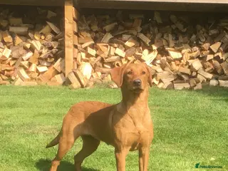 Labrador Retriever dogs Elsie Labrador Female - Advert 11