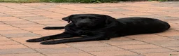 Labrador Retriever dogs for sale: Fully health tested parents - show Labradors  - Advert 2