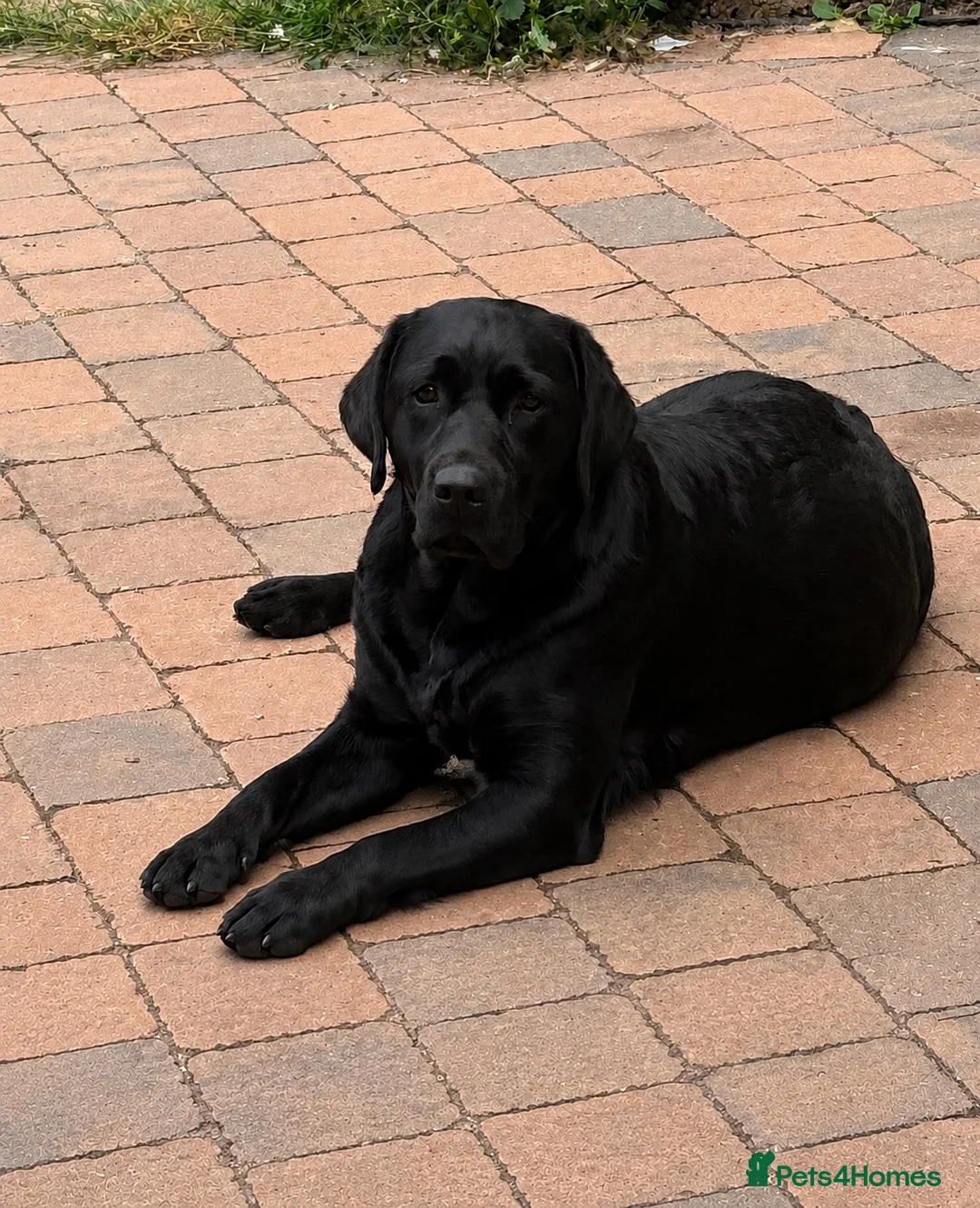 Labrador Retriever dogs for sale: Fully health tested parents - show Labradors  - Advert 2