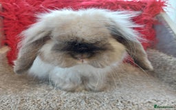 Mini Lop rabbits for sale: Vaccinated minilop cash buck  & doe  - Image 8