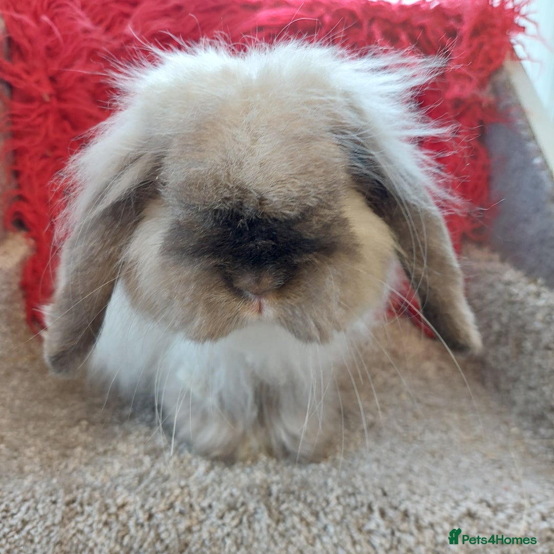 Mini Lop rabbits for sale: Vaccinated minilop cash buck  & doe  - Image 8