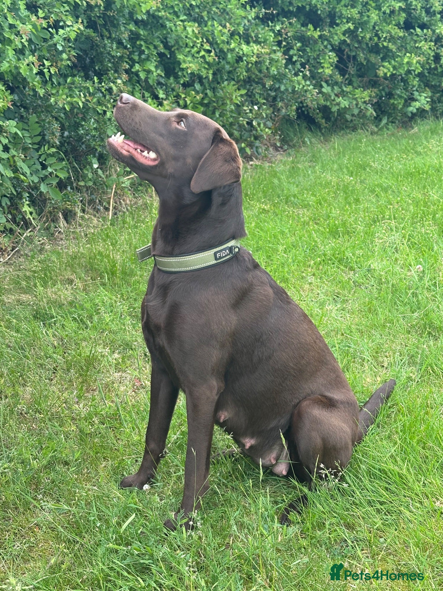 Labrador Retriever dogs One Male Chocolate Labrador Puppy For Sale - Advert 1