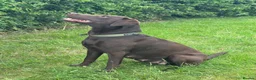 Labrador Retriever dogs for sale: One Male Chocolate Labrador Puppy For Sale - Advert 1