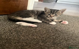 Mixed Breed cats for sale: Three beautiful kittens  - Image 24