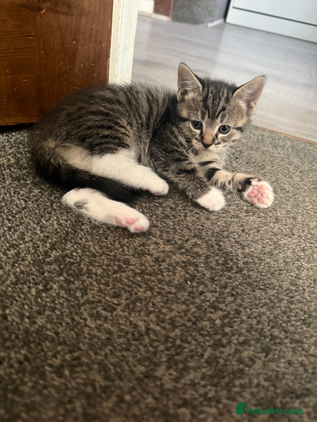 Mixed Breed cats for sale: Three beautiful kittens  - Image 24