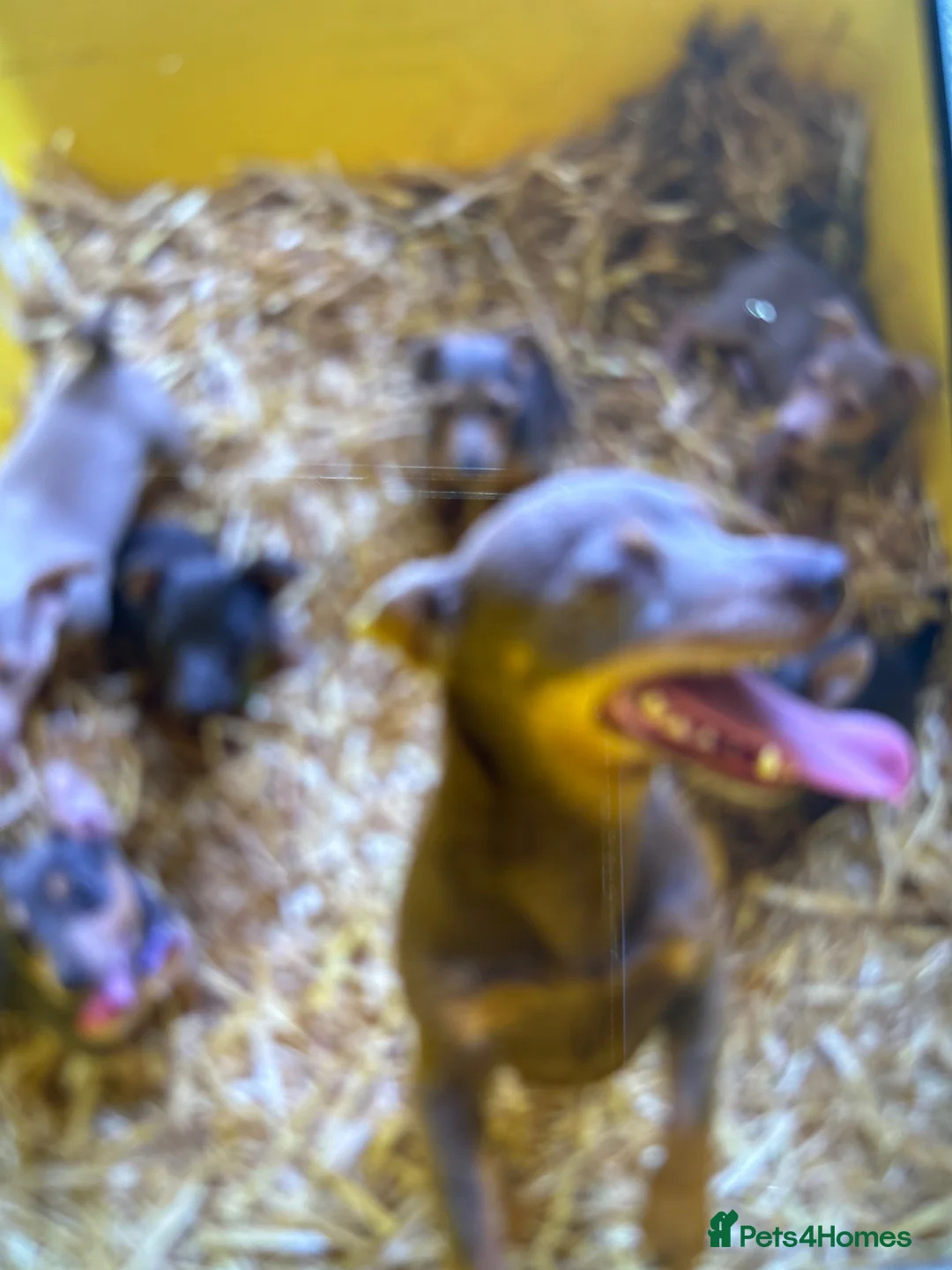 Jack Russell dogs for sale: Lilac Jack Russell Puppies  - Advert 2