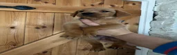 Labrador Retriever dogs for sale: Labrador puppies £750  - Advert 11