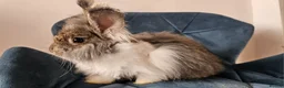 Angora rabbits for sale: ❤️Stunning full- face English Angora Babies❤️ - Advert 7
