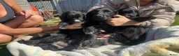 Cocker Spaniel dogs for sale: Beautiful cocker spaniel girls  - Advert 1