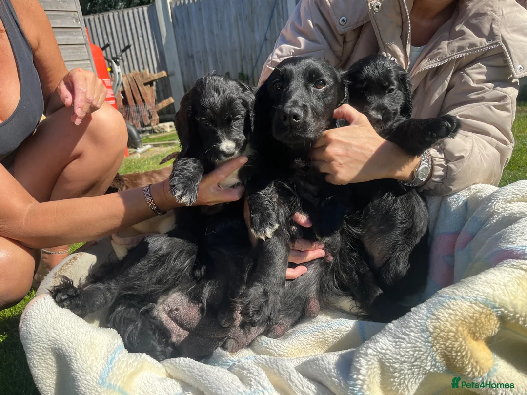 Cocker Spaniel dogs for sale: Beautiful cocker spaniel girls  - Advert 1