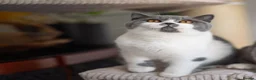 British Shorthair cats for sale: GCCF Pedigreed Amazing Kittens - Advert 13