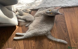 British Shorthair cats for sale: BSH kitten ready to leave 15th October  - Image 5