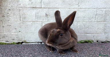Rex rabbits - Advert 2