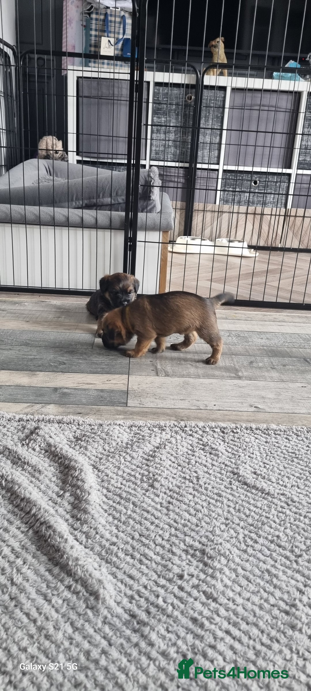 Border Terrier dogs for sale: Border Terrier Pups - Image 13