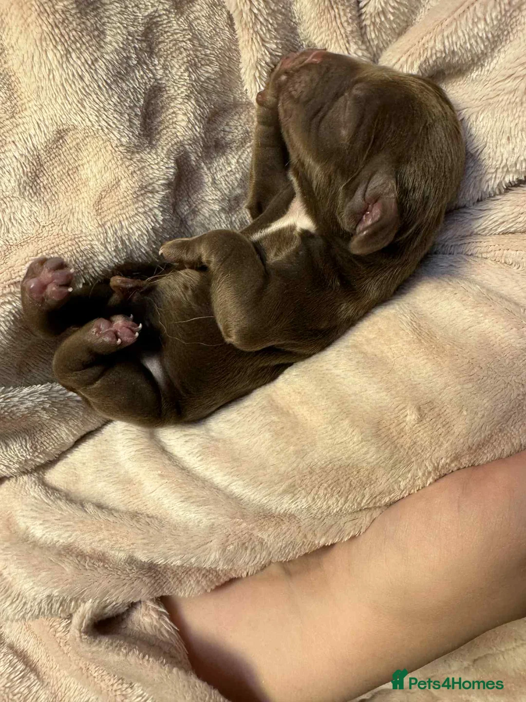 Cocker Spaniel dogs for sale: 1 BLACK MALE LEFT. Working cocker spaniel KC reg  - Advert 18