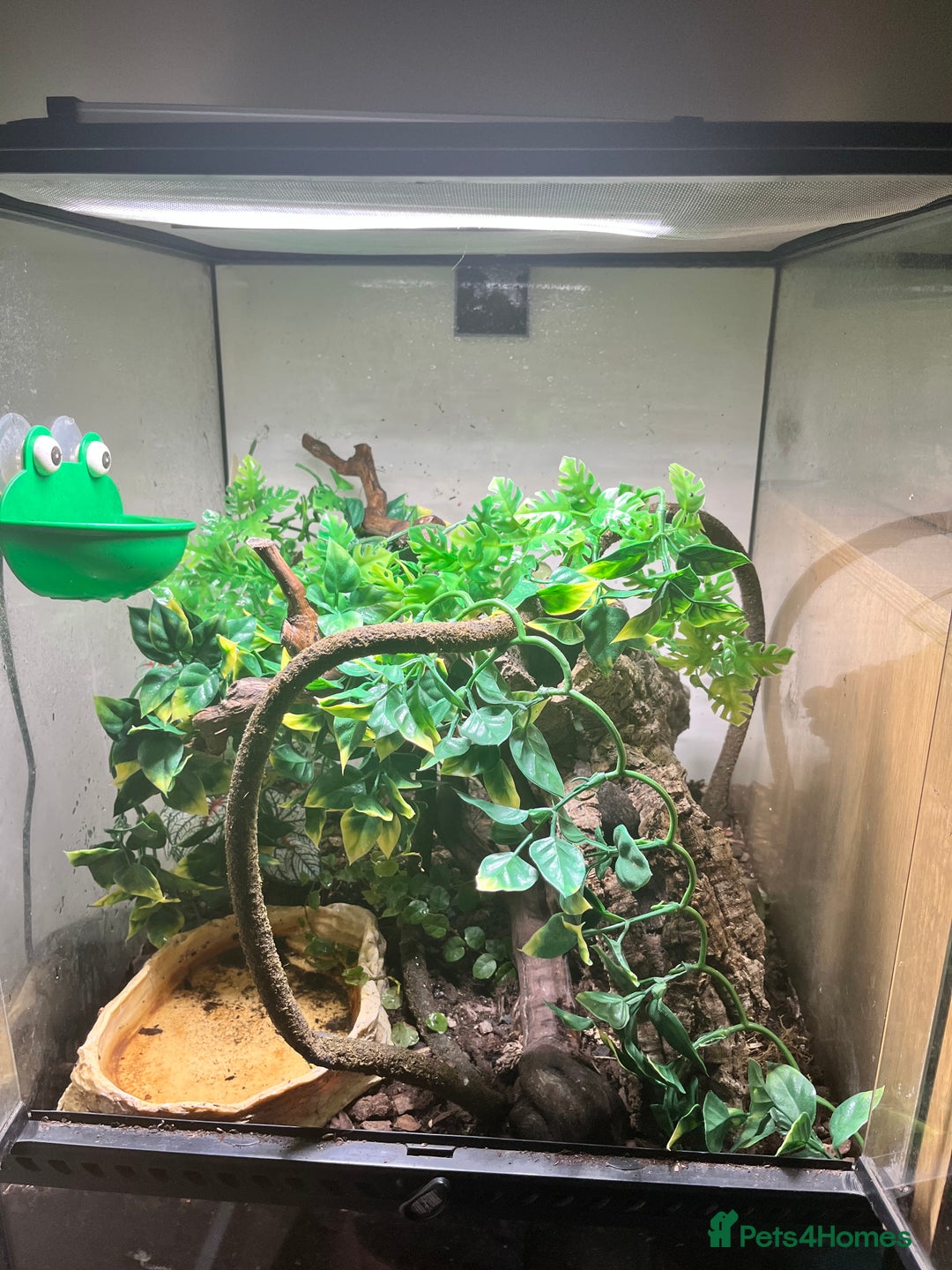 Frog reptiles for sale: Three whites tree frogs including terrarium  - Image 1