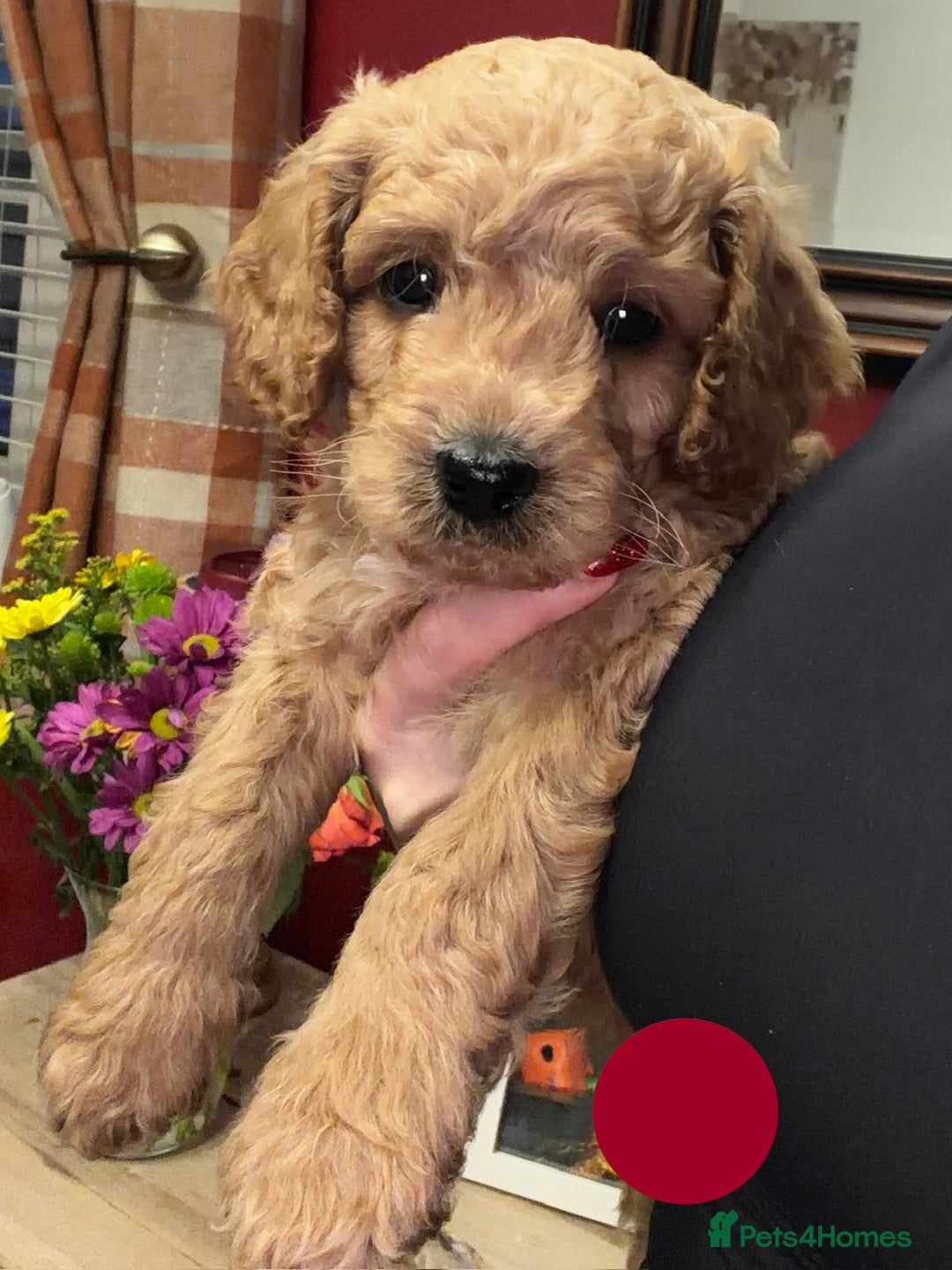 Cavapoo dogs for sale: Stunning Cavapoochon’s for sale (2 left) - Advert 13