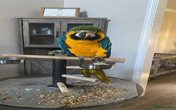 Macaws birds for sale: Blue & Gold Macaw parrots - Advert 1