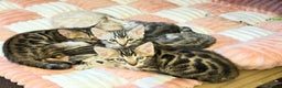 Bengal cats for sale: 🩶 BENGAL 🔥 KITTENS 🤍 TICA REGISTERED  - Advert 17