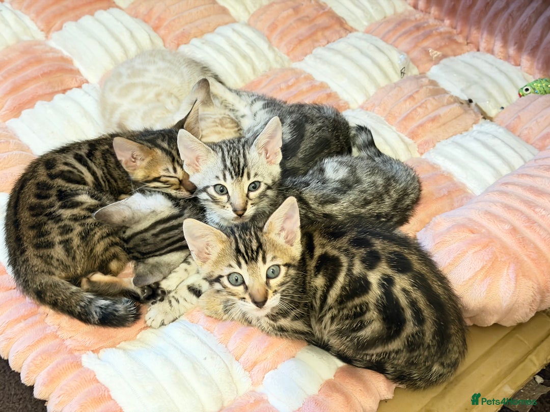 Bengal cats for sale: 🩶 BENGAL 🔥 KITTENS 🤍 TICA REGISTERED  - Advert 17