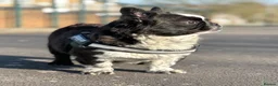 French Bulldog dogs for stud: Black brindle panda husky fluffy carrying pink  in Cardiff - Advert 2