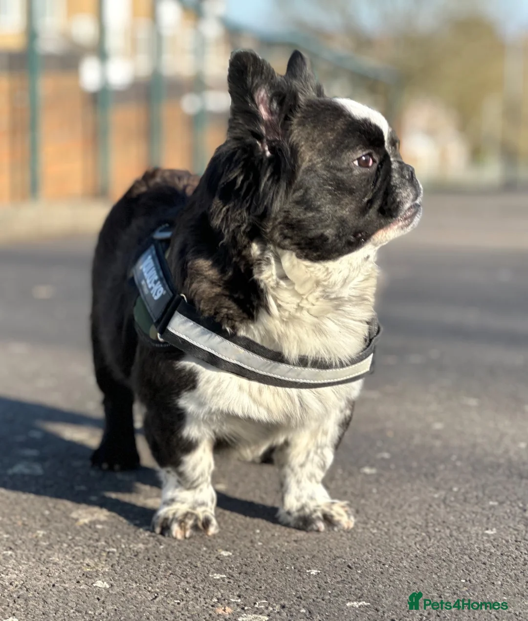 French Bulldog dogs for stud: Black brindle panda husky fluffy carrying pink  in Cardiff - Advert 2