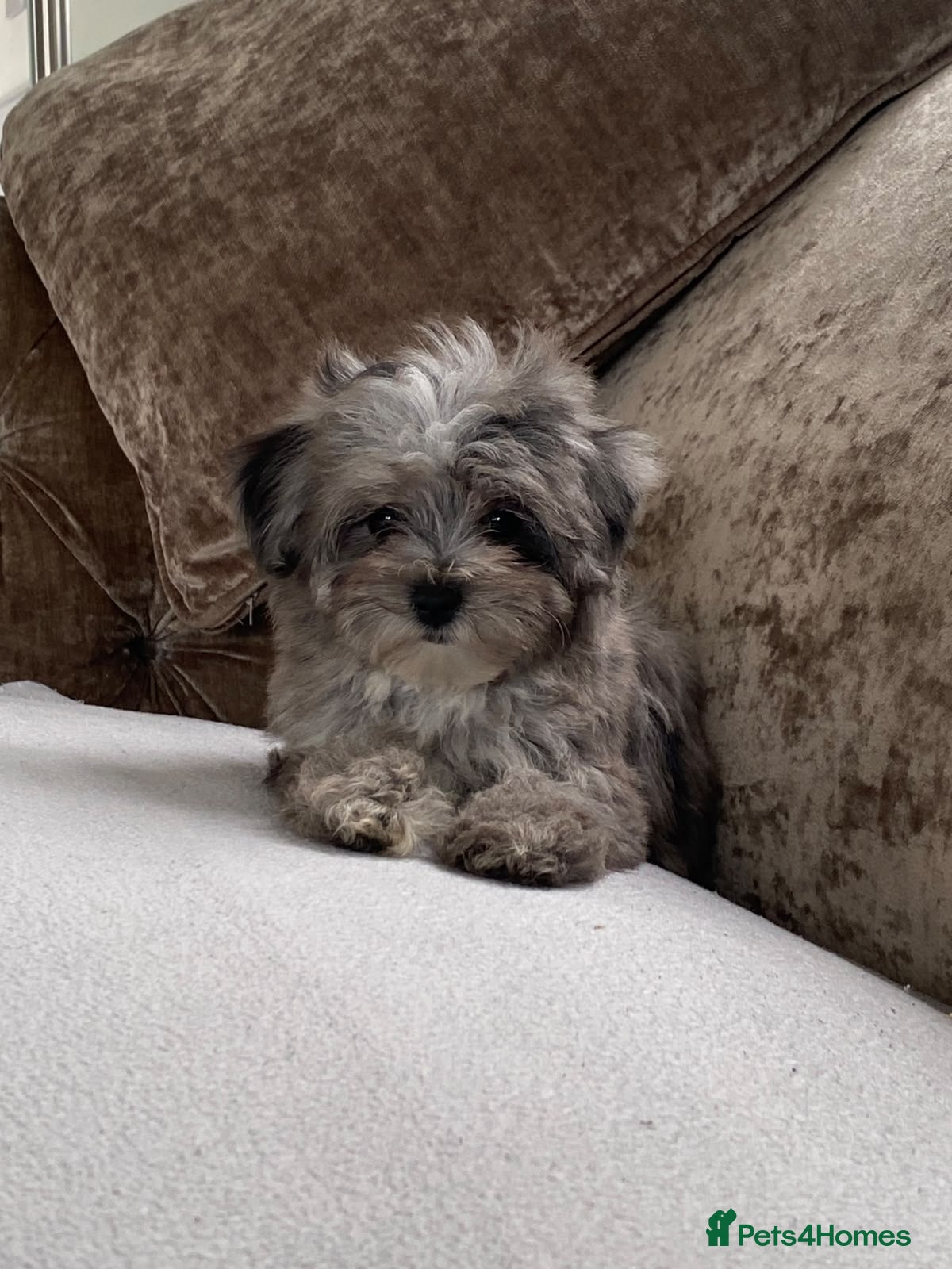 Maltipoo dogs Fully Vacced inc Health Cert / Tiny Maltipoos 🐩 - Advert 1