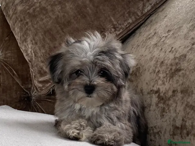 Maltipoo dogs Fully Vacced inc Health Cert / Tiny Maltipoos 🐩 - Advert 2