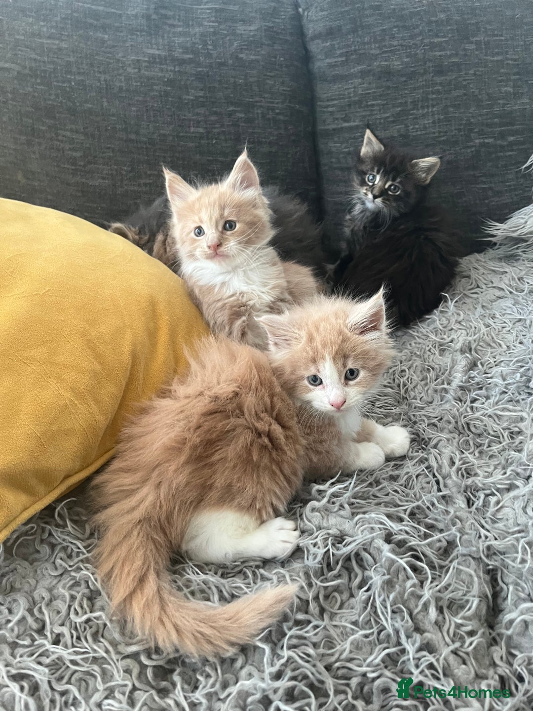 Maine Coon cats for sale: Beautiful Maine coon kittens - Advert 6