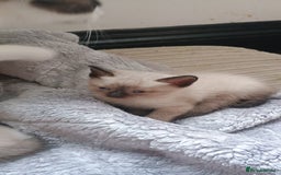 Ragdoll cats for sale: 3 quarters RAGDOLL KITTENS FOR SALE £150 - Image 10