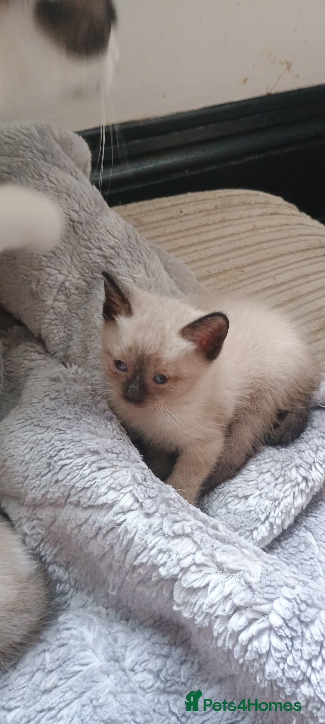 Ragdoll cats for sale: 3 quarters RAGDOLL KITTENS FOR SALE £150 - Image 10