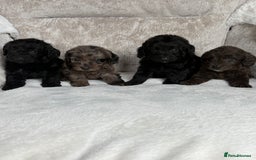 Cockapoo dogs for sale: 😍😍 F1 cockapoo puppies 😍😍 - Image 1